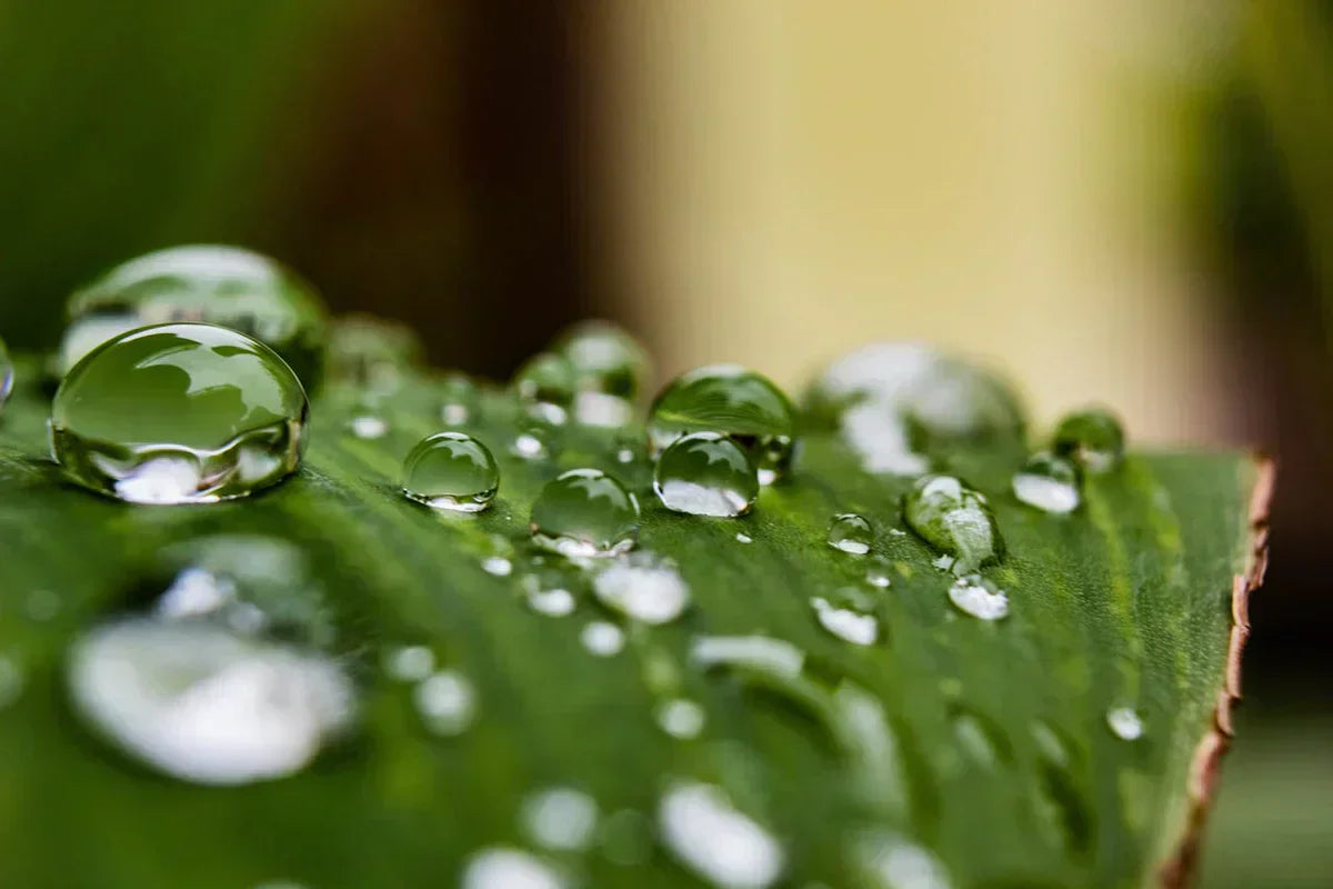 World Water Day